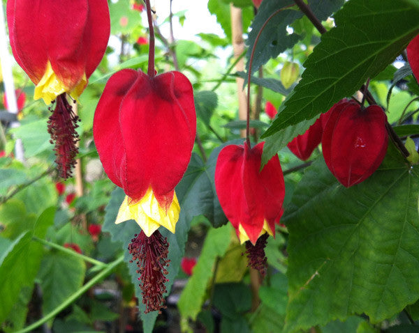 Transform Your Garden with Plan B's Exclusive Abutilon Collection