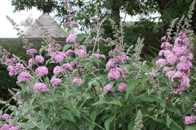 Buddleia Plant Profile