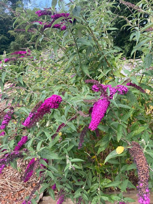 The Ultimate Guide to Pruning Buddleja for a Flourishing Garden