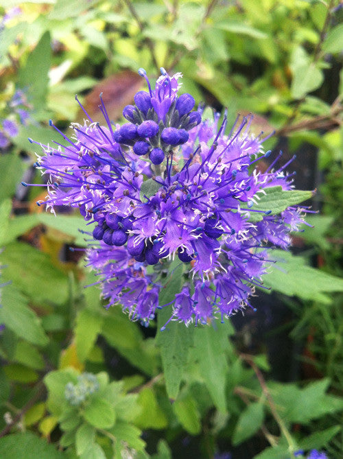 Explore the Charm of Caryopteris: A Family Nursery's Legacy