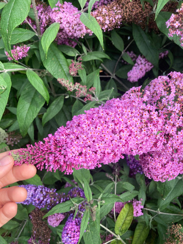 Discover the Magic of Buddleia: Champion Plants' Guide to the Butterfly Bush