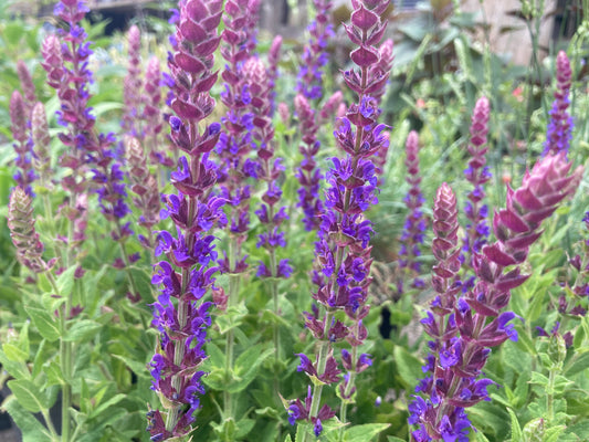 Salvia nemerosa - Champion Plants