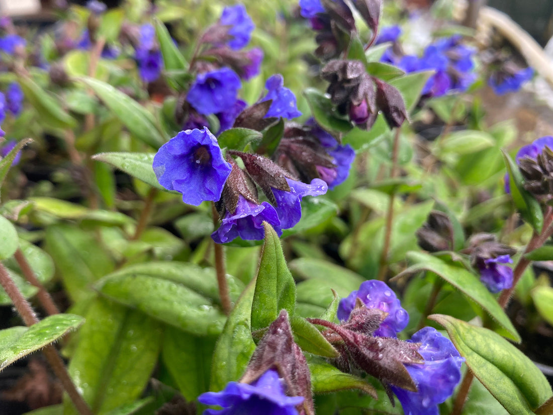 Pulmonaria Blue Ensign - Champion Plants