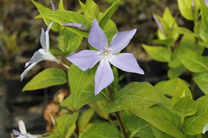 Vinca difformis in detail