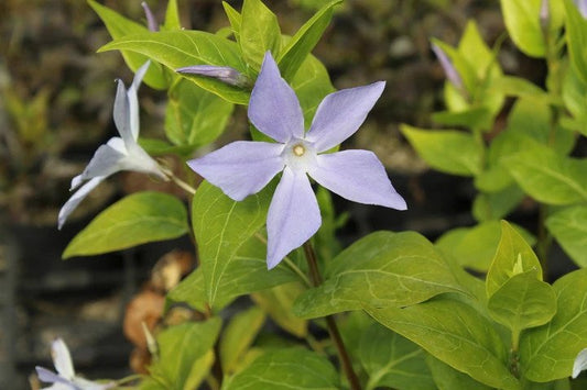 Vinca difformis in detail