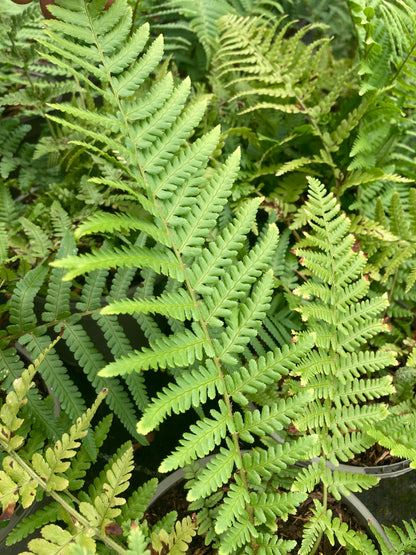 Dryopteris affinis 'Cristata Angustata' - AGM