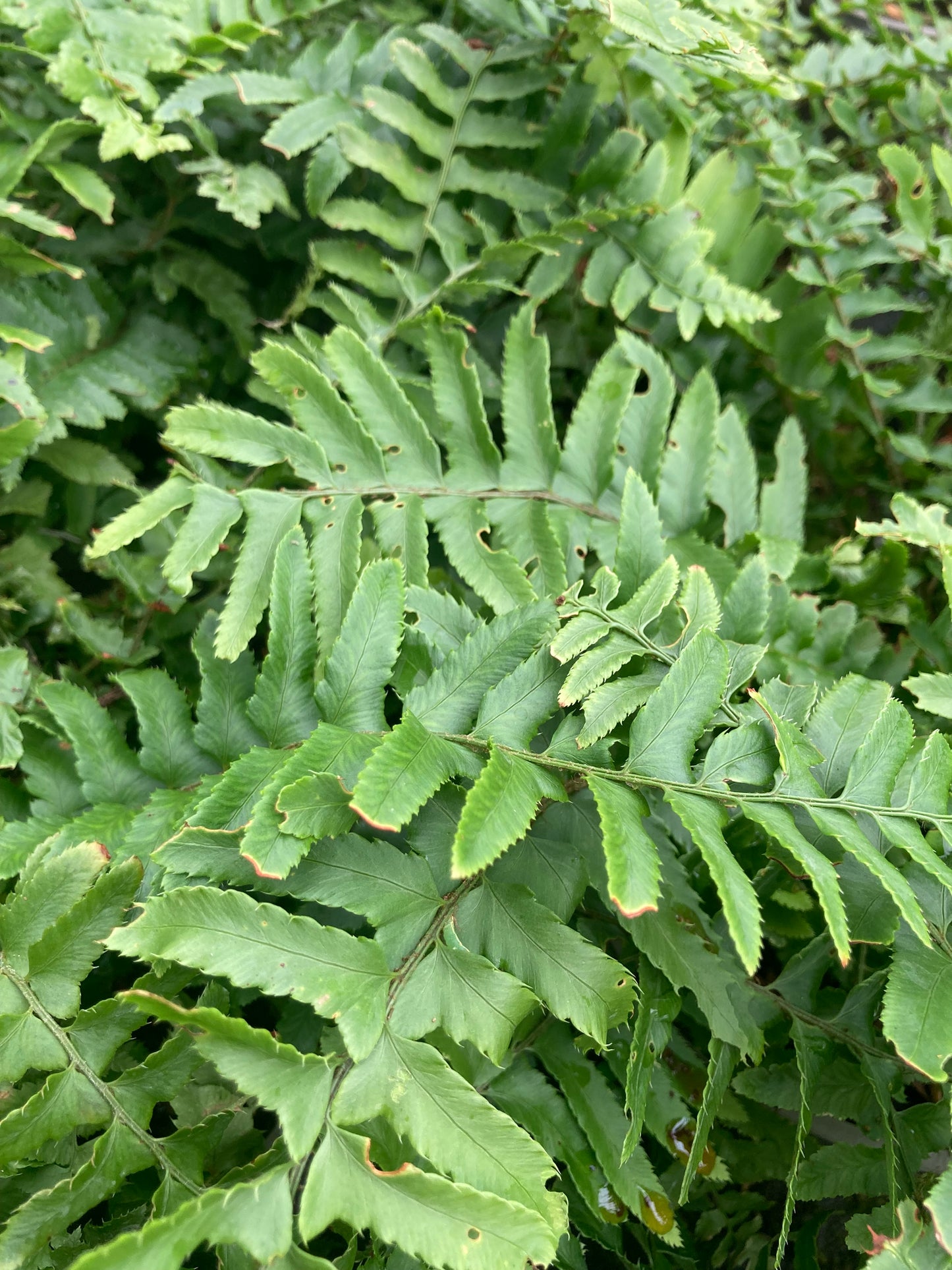 Polystichum munitum - AGM