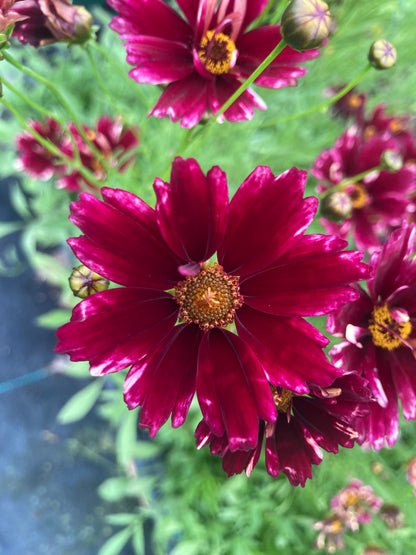 Coreopsis verticillata 'Ruby Frost'