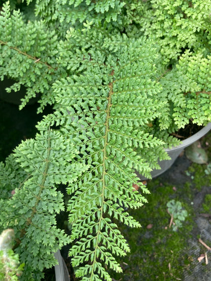 Polystichum setiferum Plumosomultilobum Group (syn. Plumosum Densum)