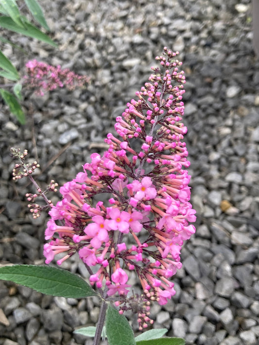 Buddleja (Buddliea) davidii 'Pink Cascade'