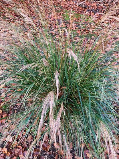 Stipa calamagrostis - AGM - Champion Plants