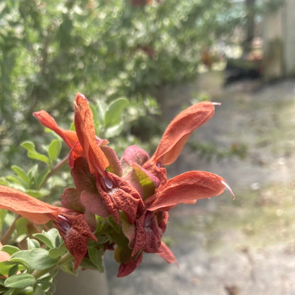 Salvia Africana-lutea