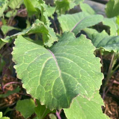 Kale Purple x Daubenton 'Keeper'