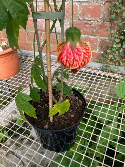 Abutilon 'Red Tiger' - Champion Plants