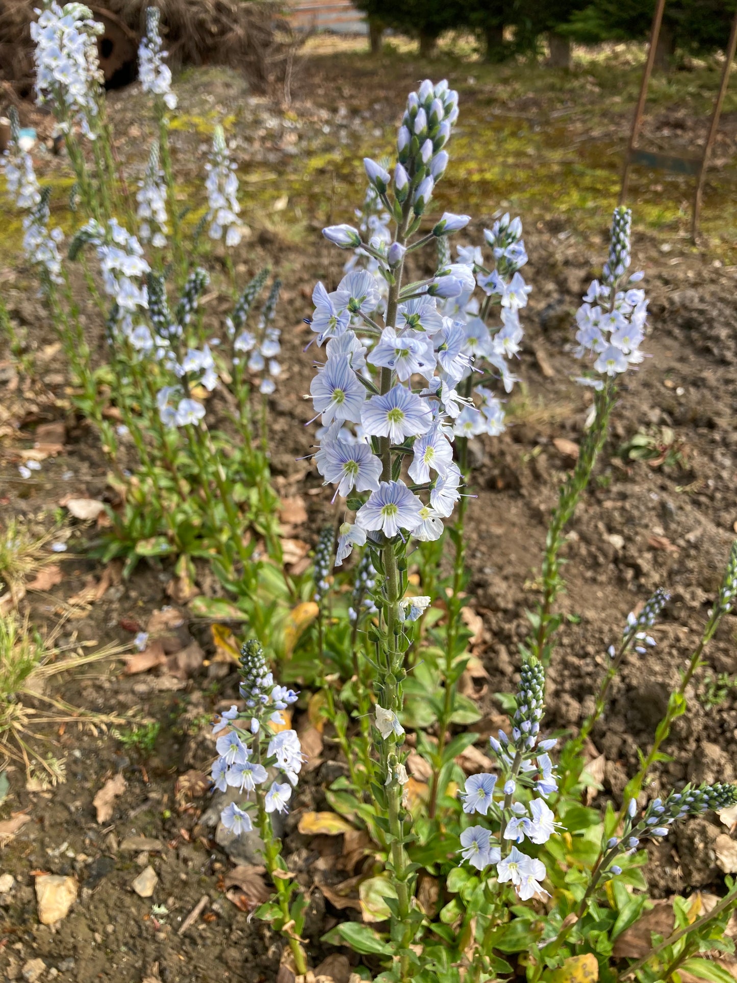 Veronica gentianoides Barbara Sherwood - AGM