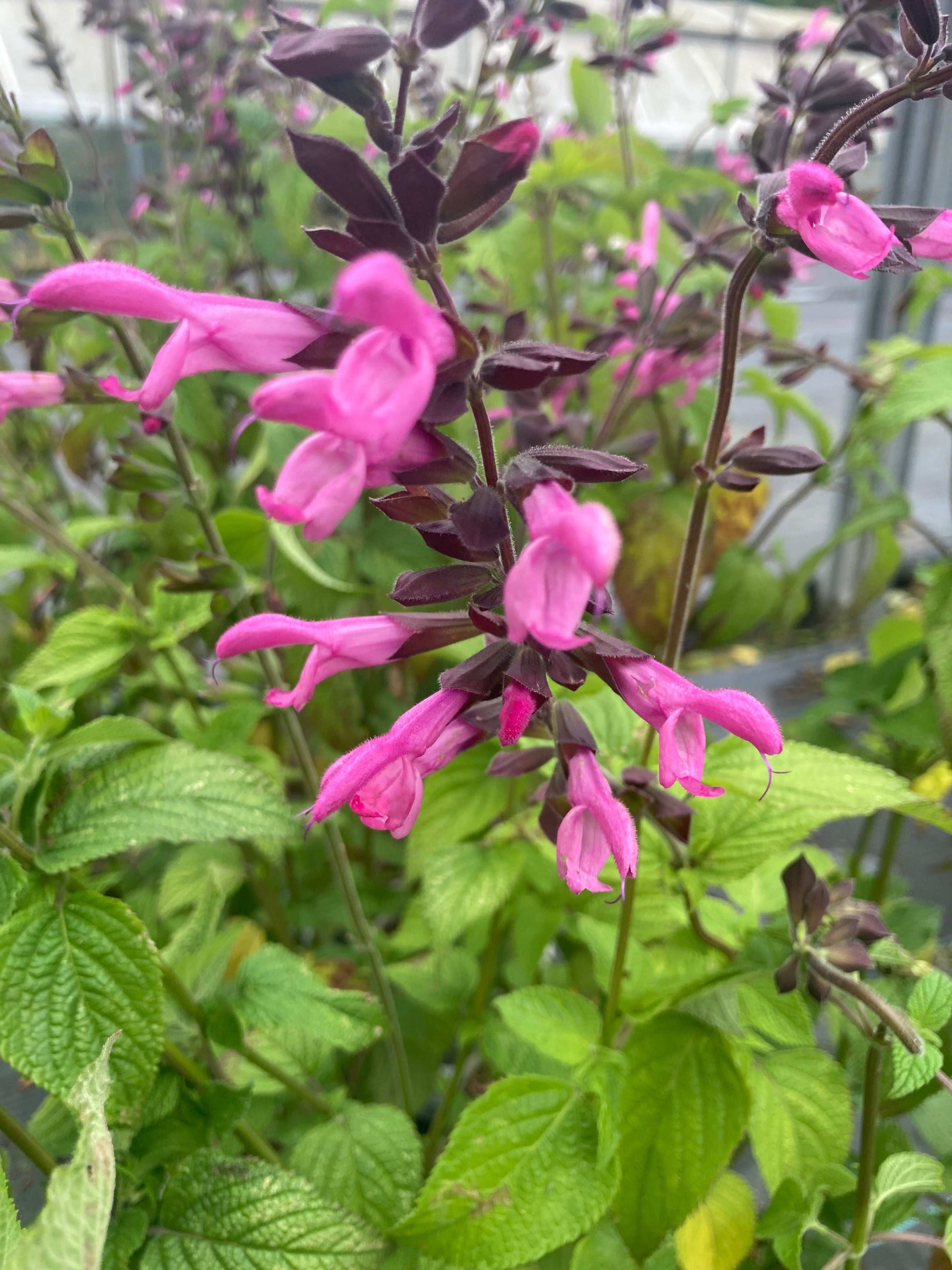 Salvia Pink Amistad