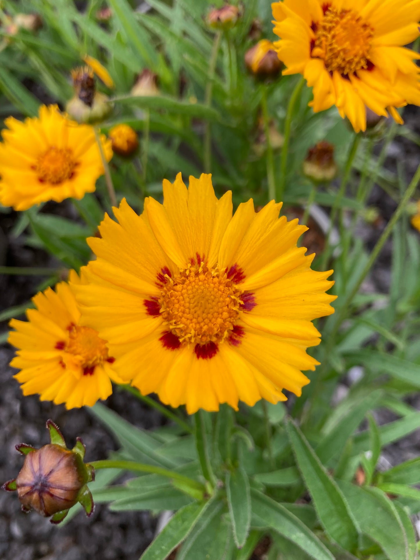 Coreopsis Sunfire