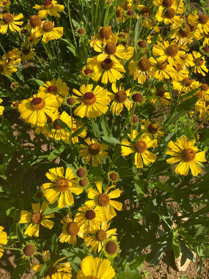 Helenium 'Wesergold' AGM - Champion Plants