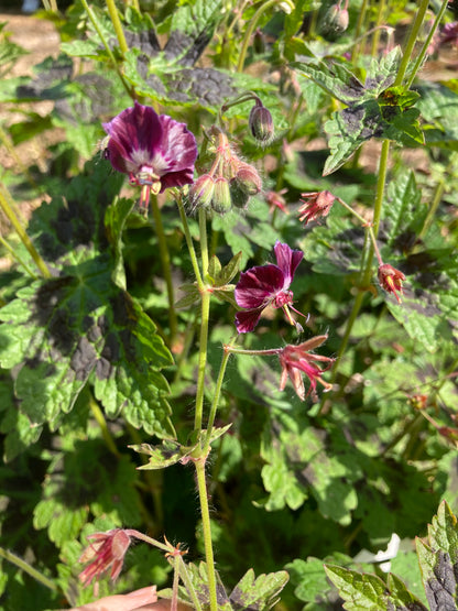 Geranium phaeum Samobor - Champion Plants