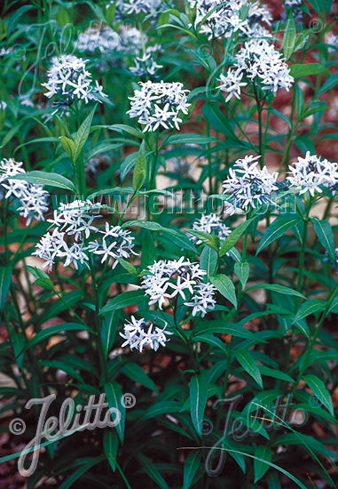 Amsonia 'Blue Ice' - Champion Plants