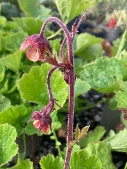 Geum 'Rusty Young'