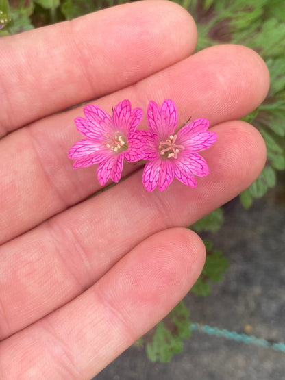 Geranium Little Champion