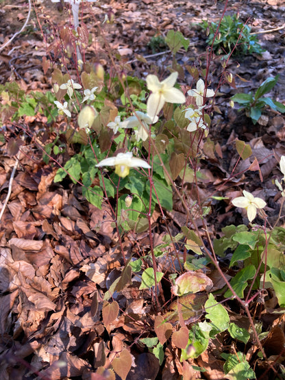 Epimedium × versicolor 'Neosulphureum' - Champion Plants