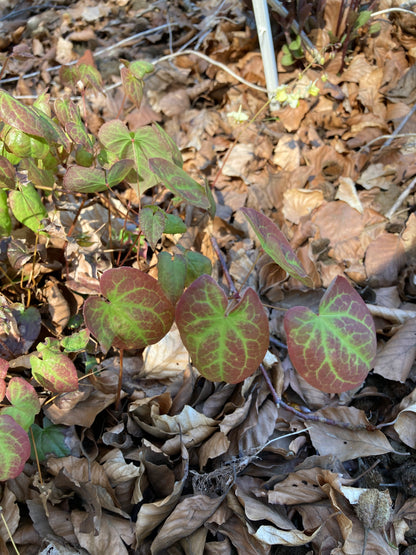 Epimedium × versicolor 'Sulphureum' - Champion Plants