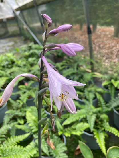 Hosta 'Aureomarginata' - Champion Plants