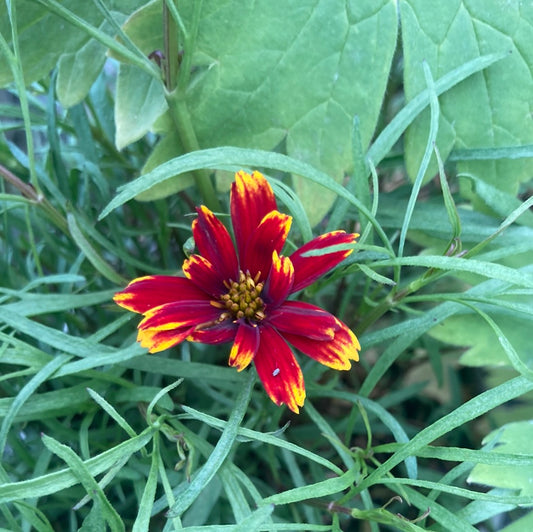 Coreopsis verticillata Ladybird