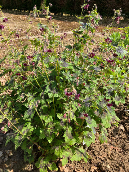 Geranium phaeum Samobor - Champion Plants