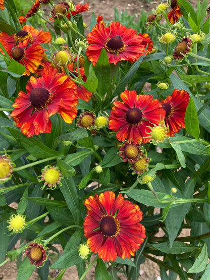 Helenium 'Chelsey' - Champion Plants