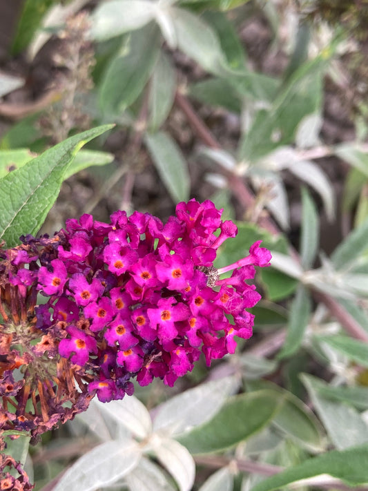 Buddleja HUMDINGER Collection 'Magenta Munchkin' - Dwarf Buddleia