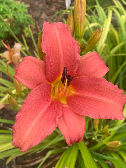 Hemerocallis Paradise Pink (Daylily)