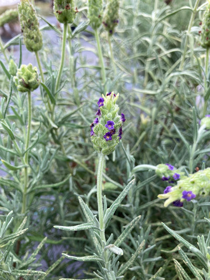 Lavandula st. Tiara - Champion Plants