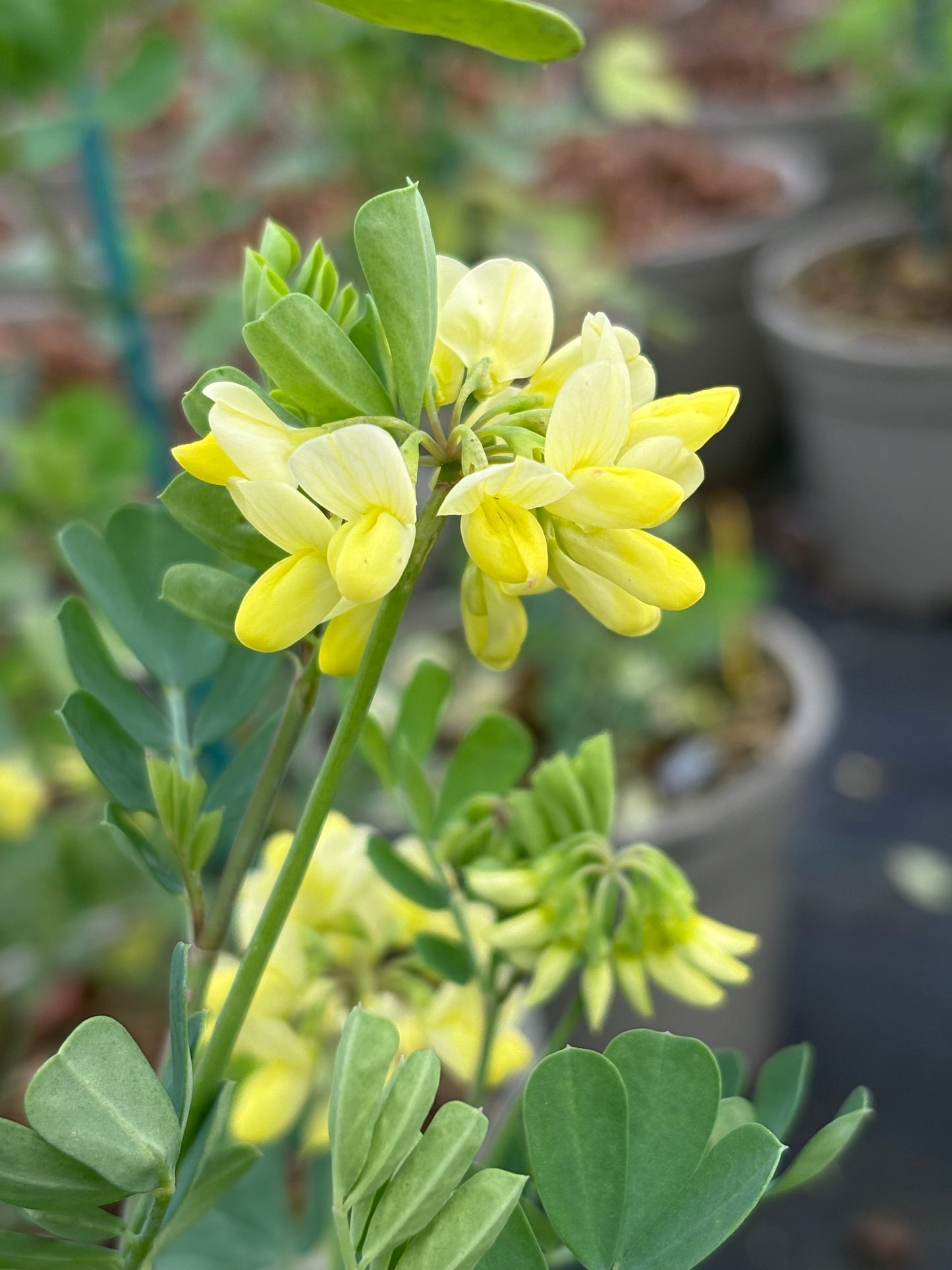 Coronilla Citrina - Champion Plants