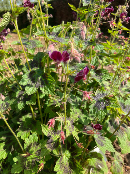 Geranium phaeum Samobor - Champion Plants