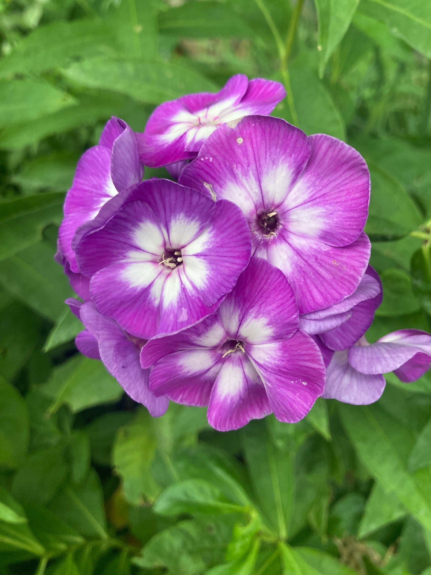 Phlox Laura - AGM