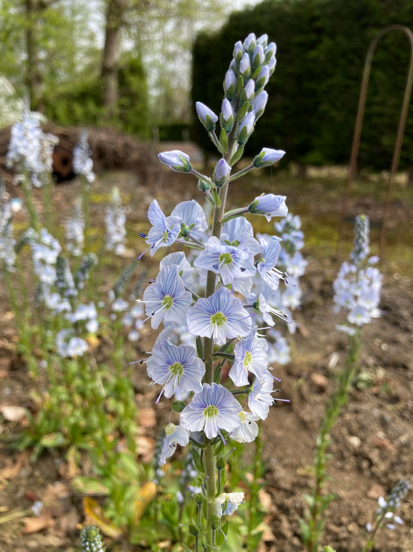 Veronica gentianoides Barbara Sherwood - AGM