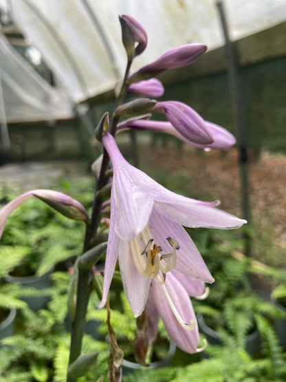 Hosta 'Aureomarginata' - Champion Plants