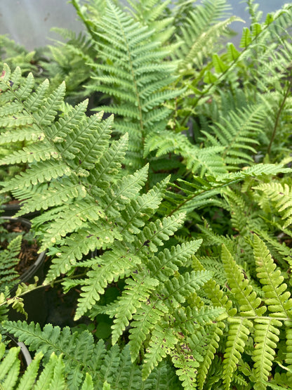 Dryopteris affinis 'Cristata Angustata' - AGM