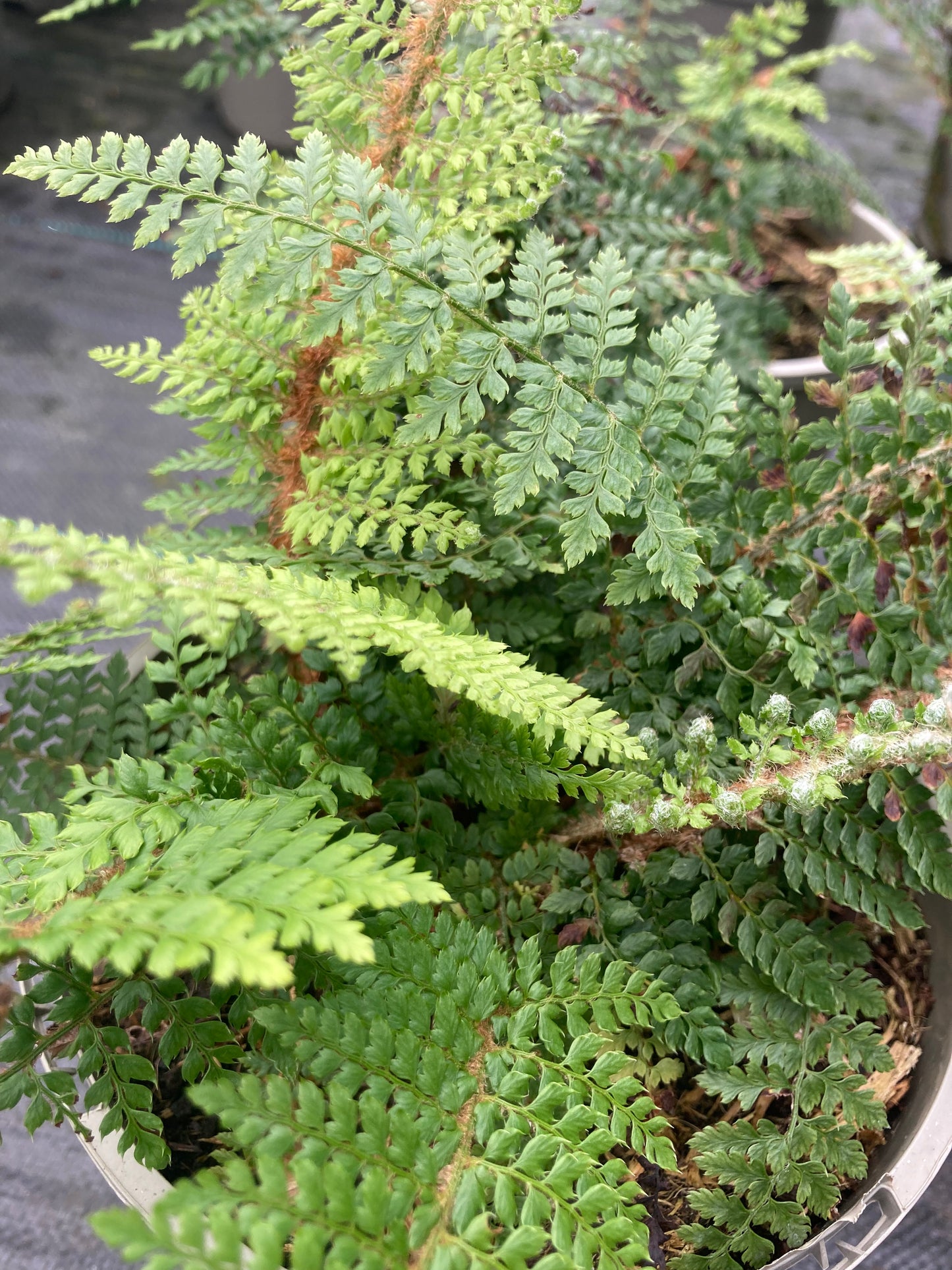 Polystichum setiferum 'David Howard'