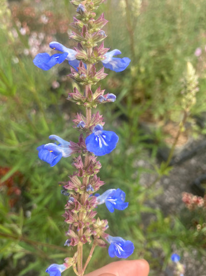 Salvia uliginosa - AGM