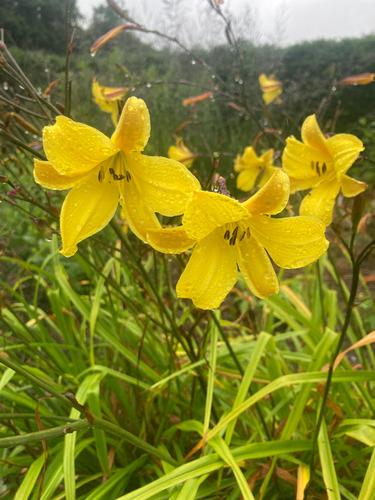 Hemerocallis 'Corky'