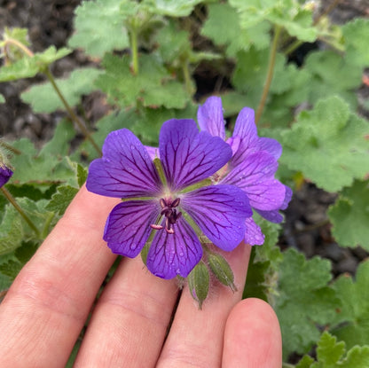 Geranium 'Philippe Vapelle'