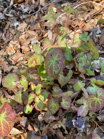 Epimedium × versicolor 'Sulphureum' - Champion Plants