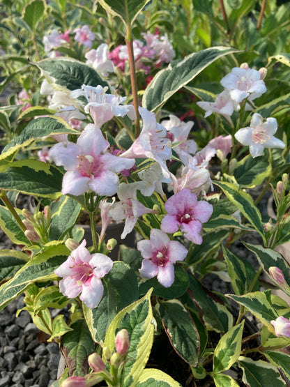 Weigela 'Florida Variegata' AGM