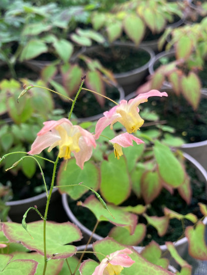 Epimedium × versicolor - Champion Plants