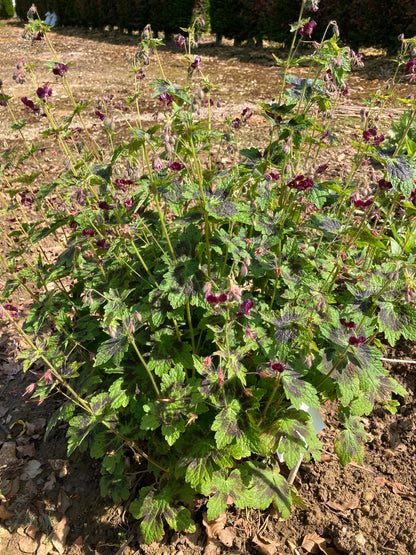 Geranium phaeum Samobor - Champion Plants