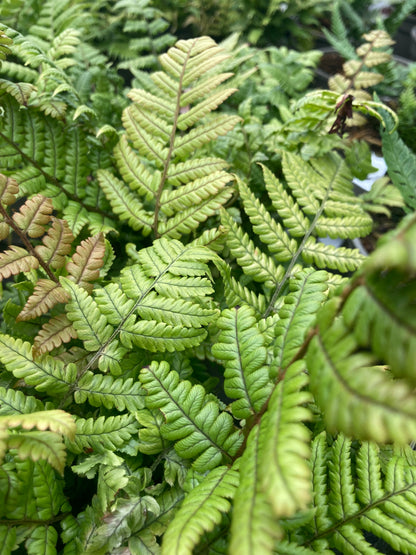 Dryopteris lepidopoda